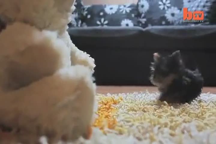 【环球趣闻】：世界上最小的狗狗