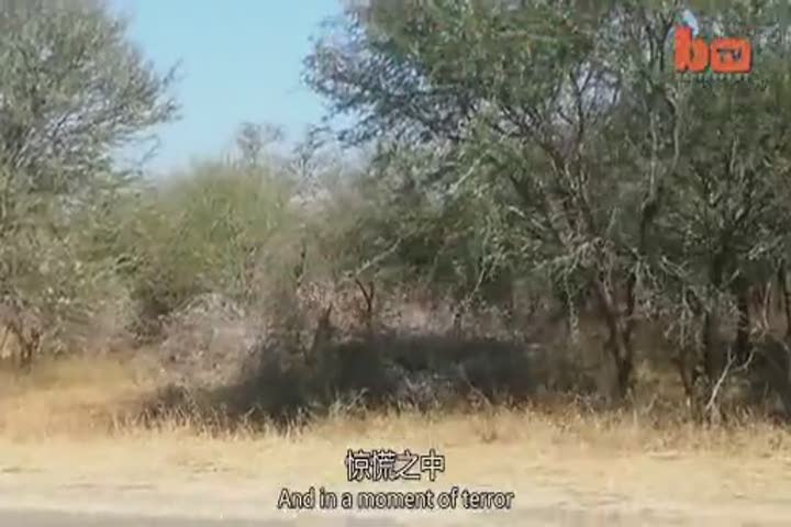 【环球趣闻】：野生动物园内黑斑羚被猎豹追进客人车内